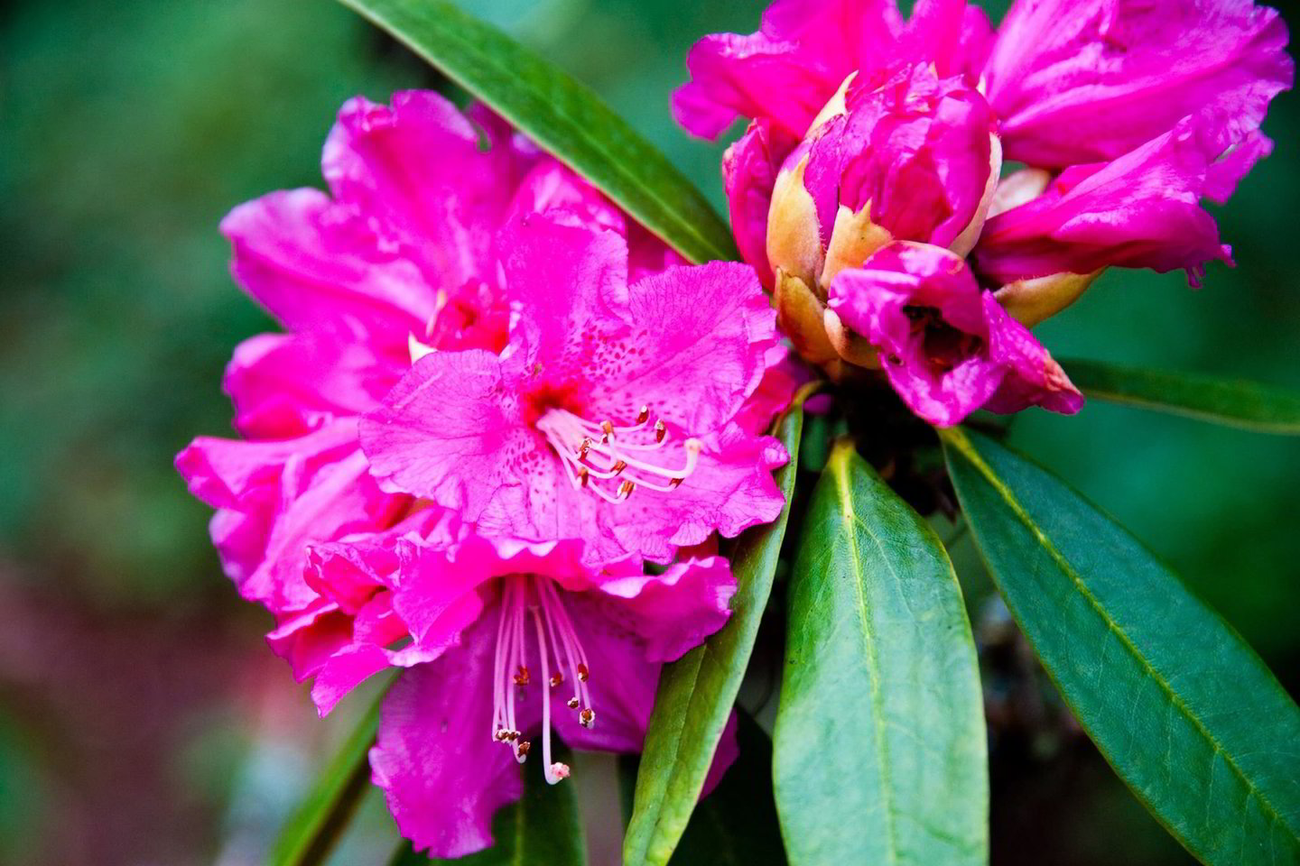  Rododendrai (lot. Rhododendron).<br>„Shutterstock“ nuotr.