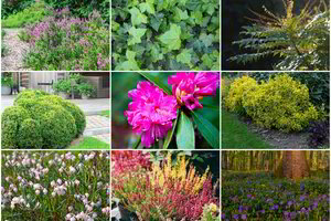 10 augalų, kurie papuoš kiekvieną kiemą – rinkitės, auginti lengva 