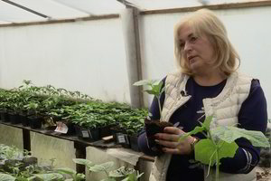 Agurkų augintoja per 18 metų įminė pagrindinę šių daržovių derliaus paslaptį