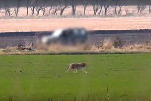 Danijoje šaltakraujiškai nušautas pirmą kartą per 200 metų pasirodęs vilkas