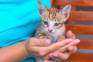 Kačiukus gelbėti prašiusi moteris įsiutino – viskas baigėsi keiksmažodžiais