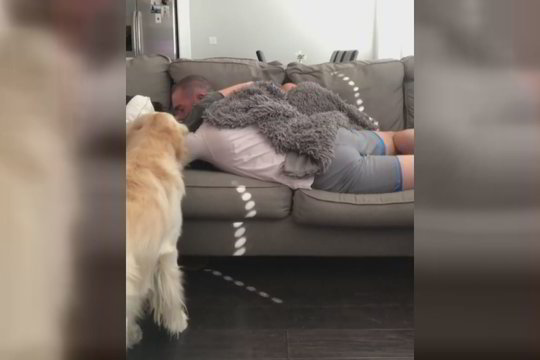 Šuo, kuriam pritrūko dėmesio, pasielgė tiesiog įžūliai