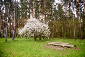 Vilniuje sužaliuos 5 tūkst. naujų medžių