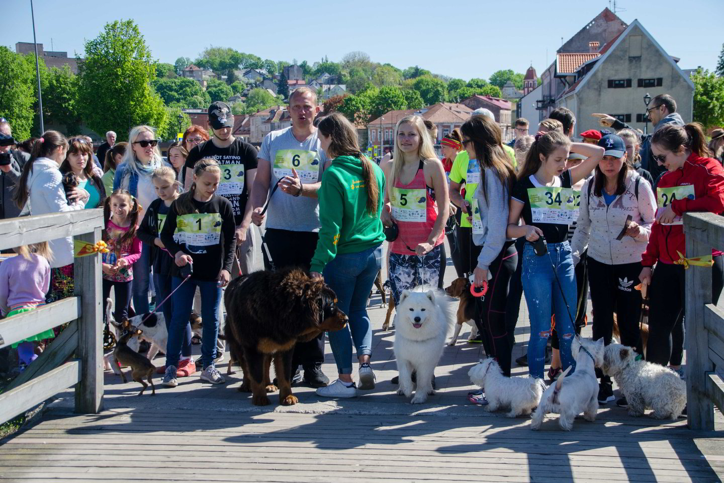 Kauno Santakos parke šeštadienį vyko nuotaikingos bėgimo varžybos su augintiniais, kiti renginiai, skirti Pasaulinei veterinarijos dienai paminėti.