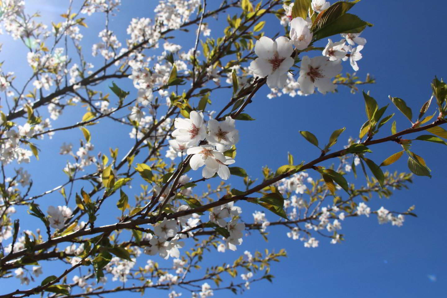  Japoniškame sode jau pražydo baltosios sakuros ir pradeda skleistis rožinės.<br> A. Ziabkaus nuotr.