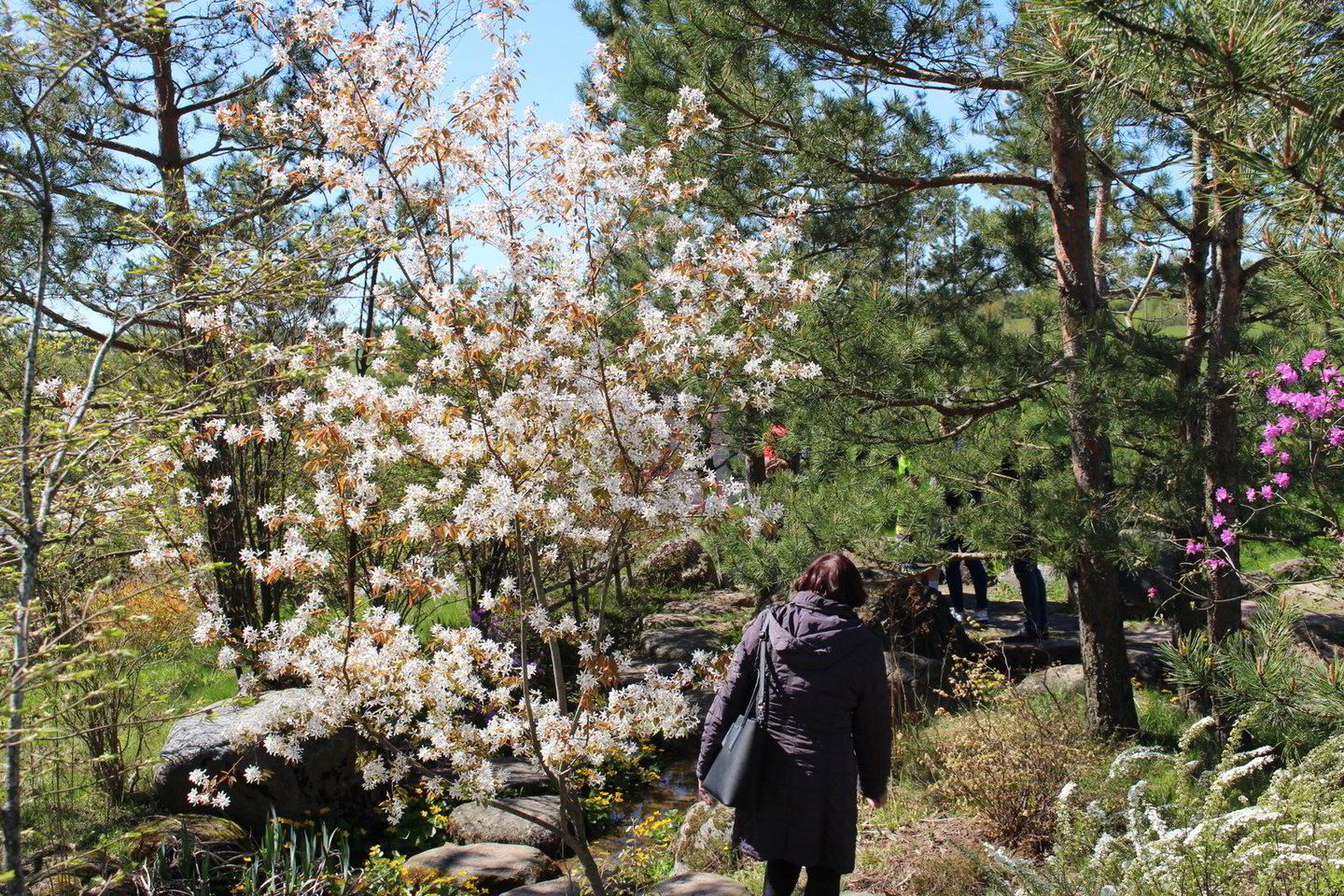  Japoniškame sode jau pražydo baltosios sakuros ir pradeda skleistis rožinės.<br> A. Ziabkaus nuotr.