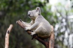 Nykstančioms koaloms išsaugoti skyrė įspūdingą sumą pinigų