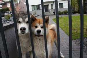 Augti Gintarės ir Dariaus Songailų vaikams padeda ir keturkojai