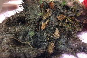 Žiurkėms skirtuose spąstuose – netikėtas radinys