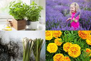 Raskite vietos šiems nelepiems augalams – nepasigailėsite: saugos nuo vabzdžių