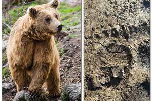 Vidurio Lietuvoje aptikti rudosios meškos pėdsakai užminė mįslę