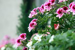 Žydintis balkonas ar kiemas – patariu ten nesukurti turgaus