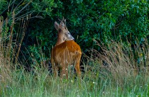Ukmergės r. „Volkswagen Touareg“ susidūrė su stirna: nukentėjo keleivis
