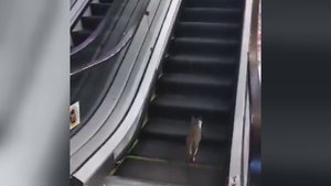 Iki ašarų juokingos rainio pastangos užlipti eskalatoriumi