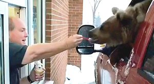 Smaližė meška užtraukė pareigūnų rūstybę