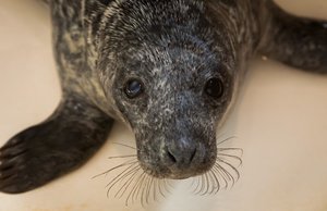 Jūra į Lietuvos krantus atplukdė rekordinį ruoniukų skaičių: visi gydomi Klaipėdoje