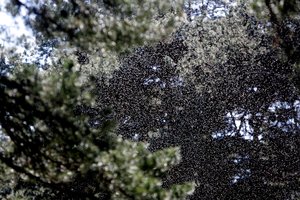  Nemune surengta cheminė ataka – kraujasiurbiai gamtoje vargins mažiau