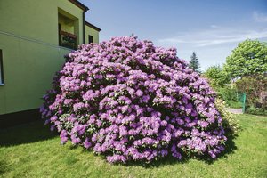 Medikės rododendras jau keturis dešimtmečius priverčia kauniečius šypsotis