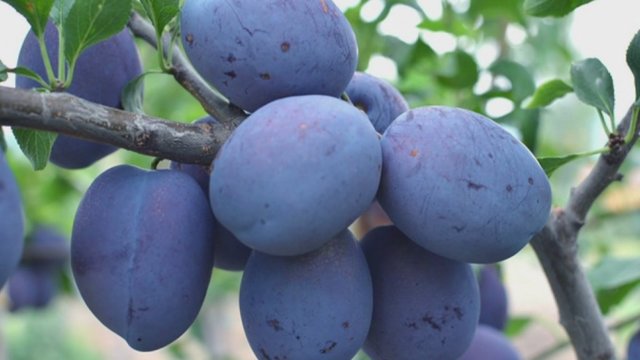 Gausiam slyvų ir vyšnių derliui – pagrindinės sodo priežiūros taisyklės