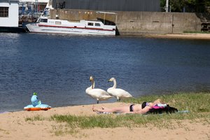 Kauno marių paplūdimyje gulbės jaučiasi kaip savo kieme