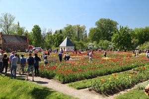 Bilietų kaina nebaidė – į Tulpių šventę Burbiškyje plūdo minios