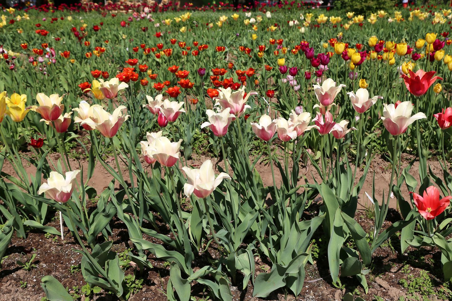  Burbiškio dvare žydi apie 400 rūšių tulpių. <br> R.Vitkaus nuotr.