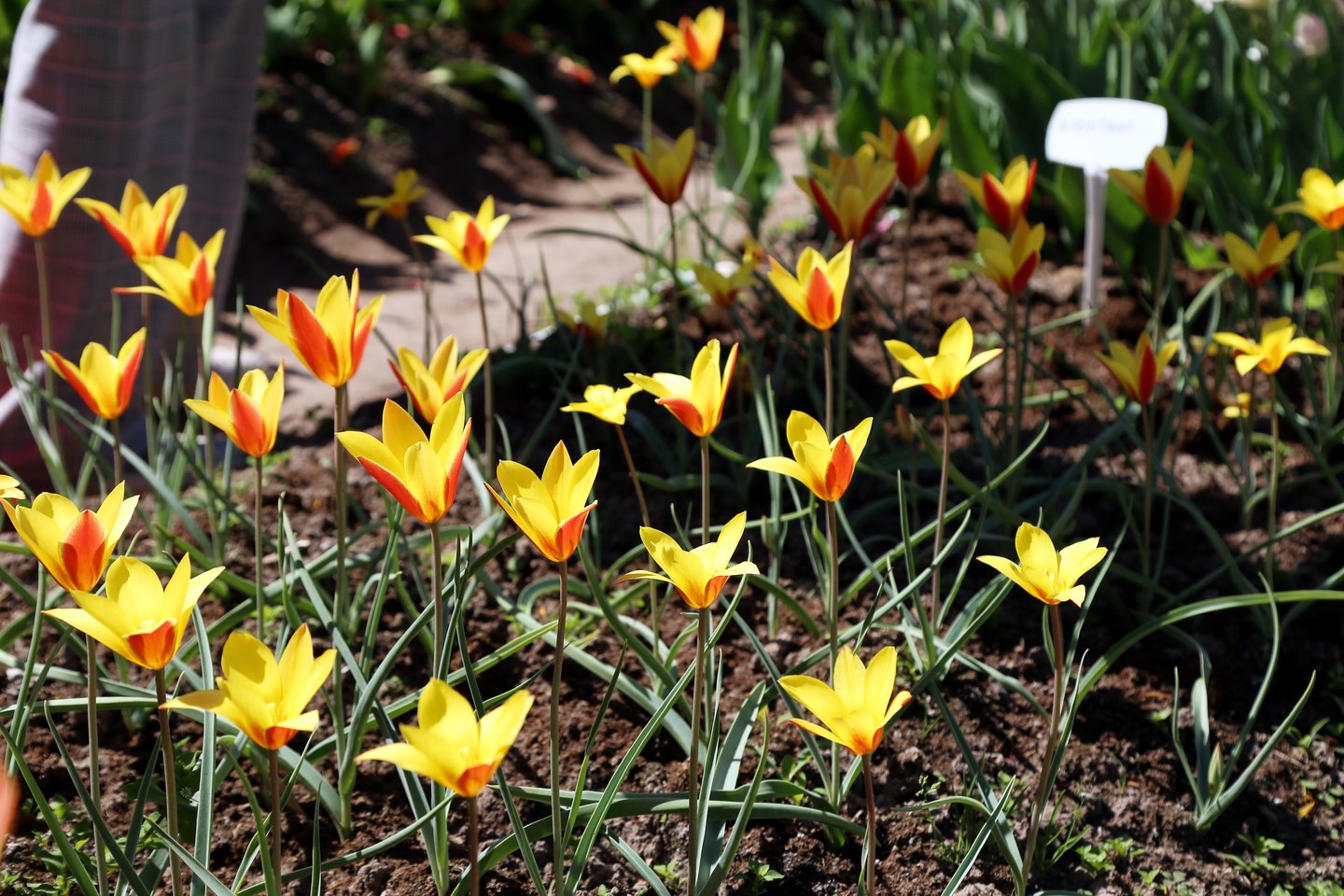  Burbiškio dvare žydi apie 400 rūšių tulpių. <br> R.Vitkaus nuotr.