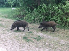 Šernai vėl siautėja Vilniuje: policija aptiko jau puotaujančius