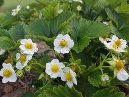 Įtariate, kad braškių derlius šiemet nedžiugins, – dar turite vieną šansą