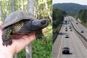 Neįprastoje Lietuvos vietoje aptiktas itin retas gyvūnas nustebino mokslininkus