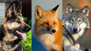 Kuris gyvūnas stipriausias? Tai daug pasako apie jus