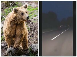 Rudasis lokys nesiliauja stebinti – nusibastė iki Žemaitijos