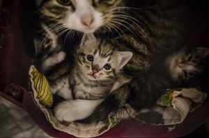 Gyvūnų prieglaudą užplūdo visas būrys mažų kačiukų