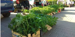 Turguose žaliuoja daržovių daigai – kokie ir po kiek? 