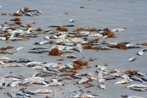 Kuršių marių pakrantes nuklojo negyvos žuvys: taip vyksta kasmet