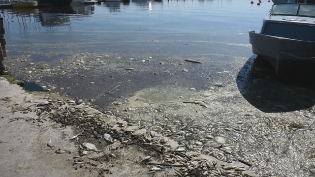 Kuršių marių pakrantėje – žuvų gaišenos