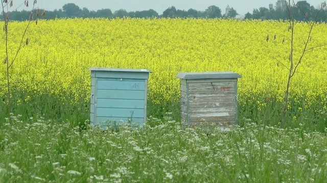 Bitės neišgąsdino: Prienų rajone iš avilių pavogta tona medaus