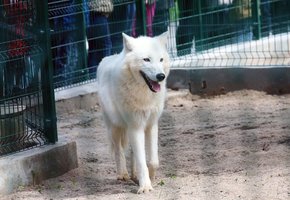 Lietuvos zoologijos sodai ir parkai: kokie gyvūnai ten gyvena ir kaip su jais elgtis?