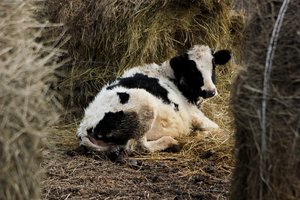 Žiaurus elgesys su gyvūnu Tauragės r: sužeistas galvijas neturėjo nei maisto, nei vandens