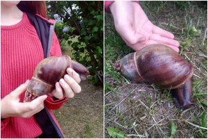 Vilniuje ant kelio aptikta milžiniška sraigė: jei paplistų Lietuvoje, kiltų problemų 