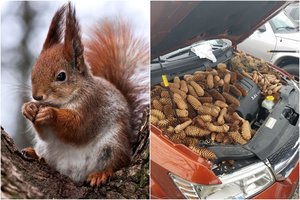 Voverės siurprizą radęs vairuotojas nesulaikė pykčio – gyvūnų mylėtojams tai nepatiktų