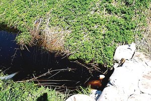 Srutas iš kiaulidės paleido tiesiai į upę