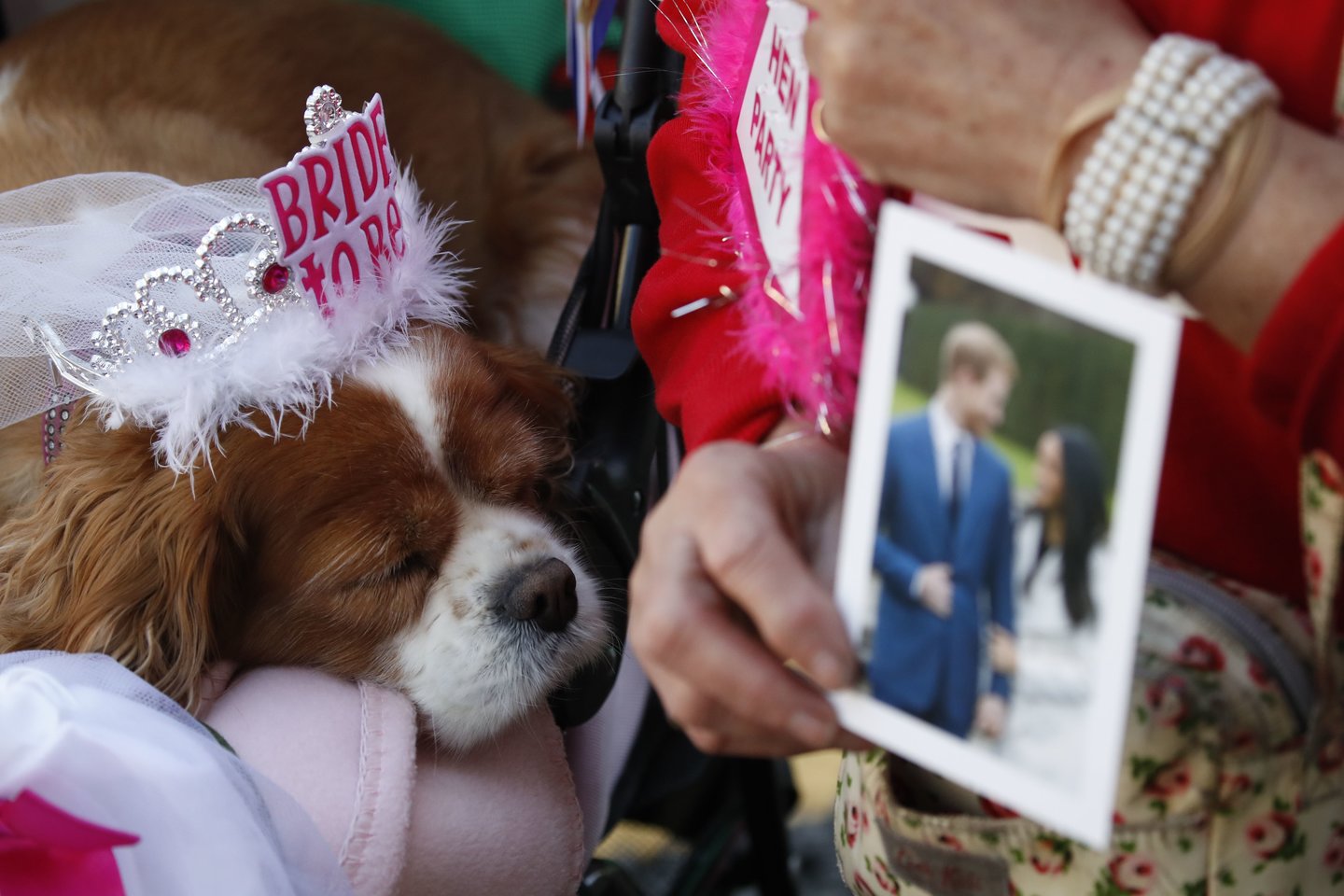 Ištikimiausi gerbėjai jau dabar užsiėmę geriausias vietas, kad iš arti pamatytų Harry ir Meghan. Jų vestuvėms ruošiasi visa šalis. <br>AP nuotr.
