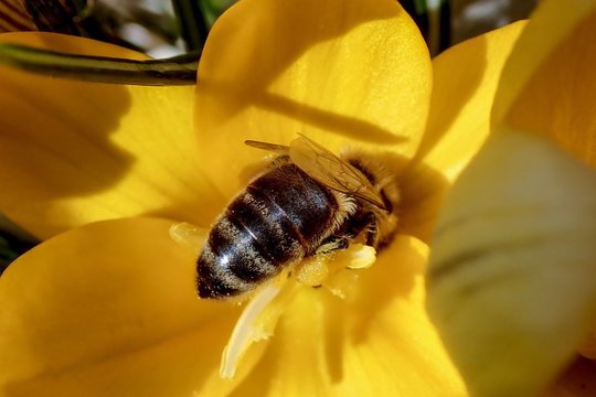 Faktai apie bičių gyvenimą, kurių dar nesate girdėję