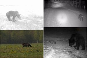 Meškų sugrįžimas į Lietuvą: laukiama ypatingo momento, kurio nebuvo 150 metų