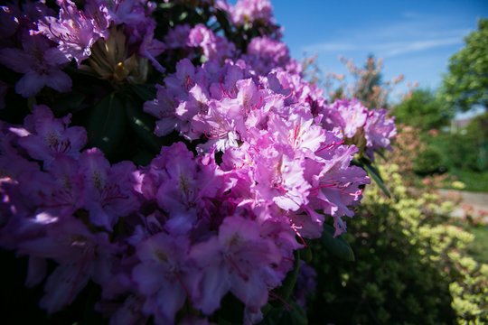 Kaimyno kerštas – bandė padegti dekoratyvinį krūmą 