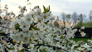 Atlikite tris darbus – slyvų, vyšnių ir trešnių turėsite šiemet ir kitąmet