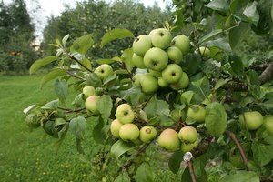 Jei būtent taip saugosite vaismedžius nuo kenkėjų – derlius nustebins