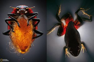 Marijampolės savivaldybė nesitiki greitų rezultatų dėl lervomis užteršto vandens