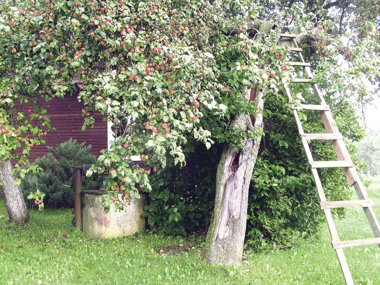 Senųjų veislių obelų ar kriaušių vis dar galima išvysti prie daugelio kaimo sodybų.<br>A.Srėbalienės nuotr.